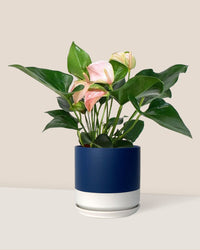 Anthurium Flamingo Pink - blue white two tone pot - Just plant - Tumbleweed Plants - Online Plant Delivery Singapore