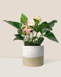 Anthurium Flamingo Pink - cream two tone planter - Just plant - Tumbleweed Plants - Online Plant Delivery Singapore