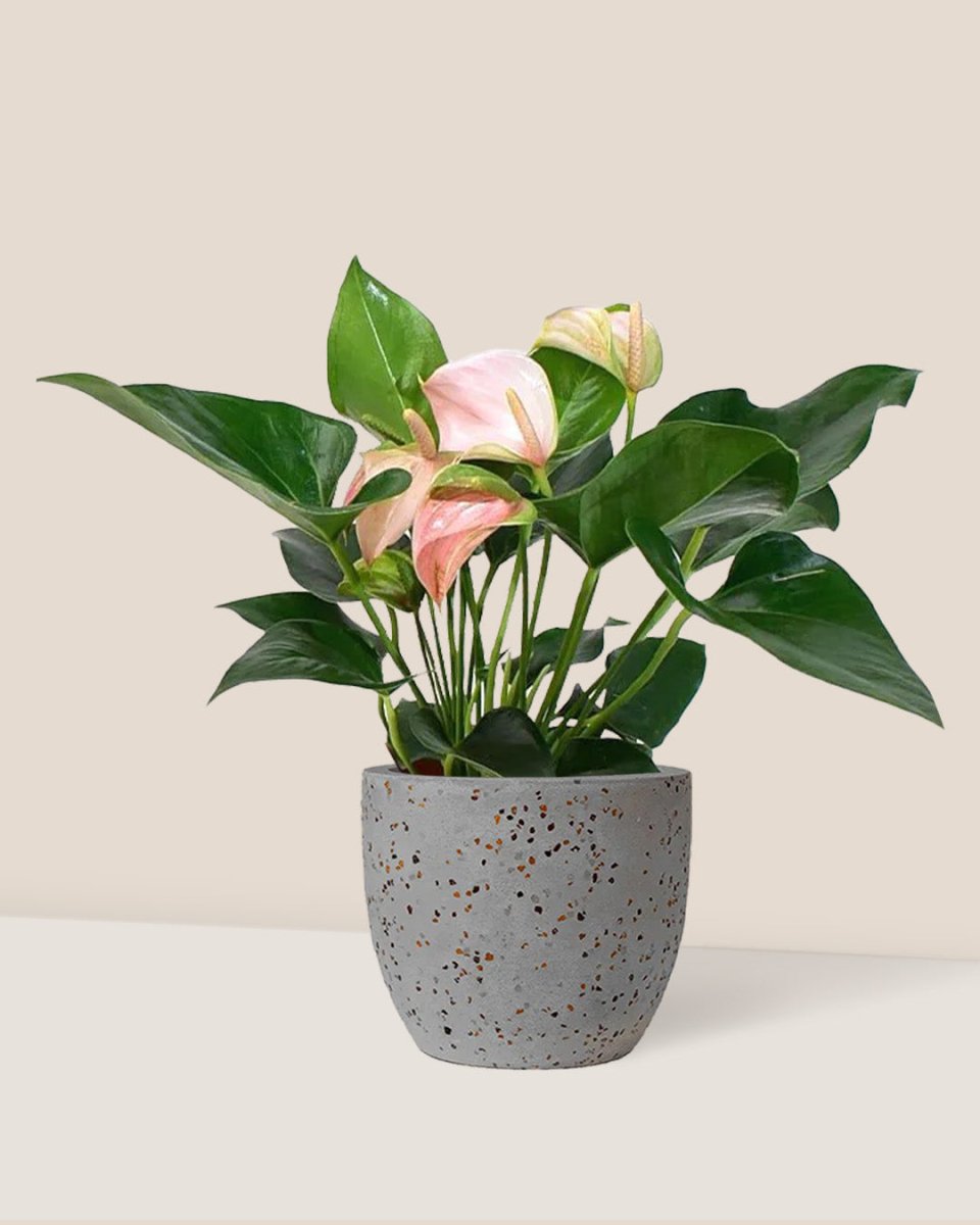 Anthurium Flamingo Pink - egg pot - small/grey - Just plant - Tumbleweed Plants - Online Plant Delivery Singapore