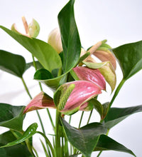 Anthurium Flamingo Pink - grow pot - Just plant - Tumbleweed Plants - Online Plant Delivery Singapore