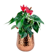 Anthurium Flamingo Red - birthday bash: cream two tone pot - Potted plant - Tumbleweed Plants - Online Plant Delivery Singapore