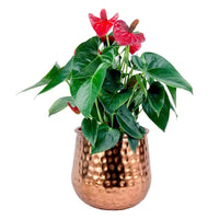 Anthurium Flamingo Red (0.4m)