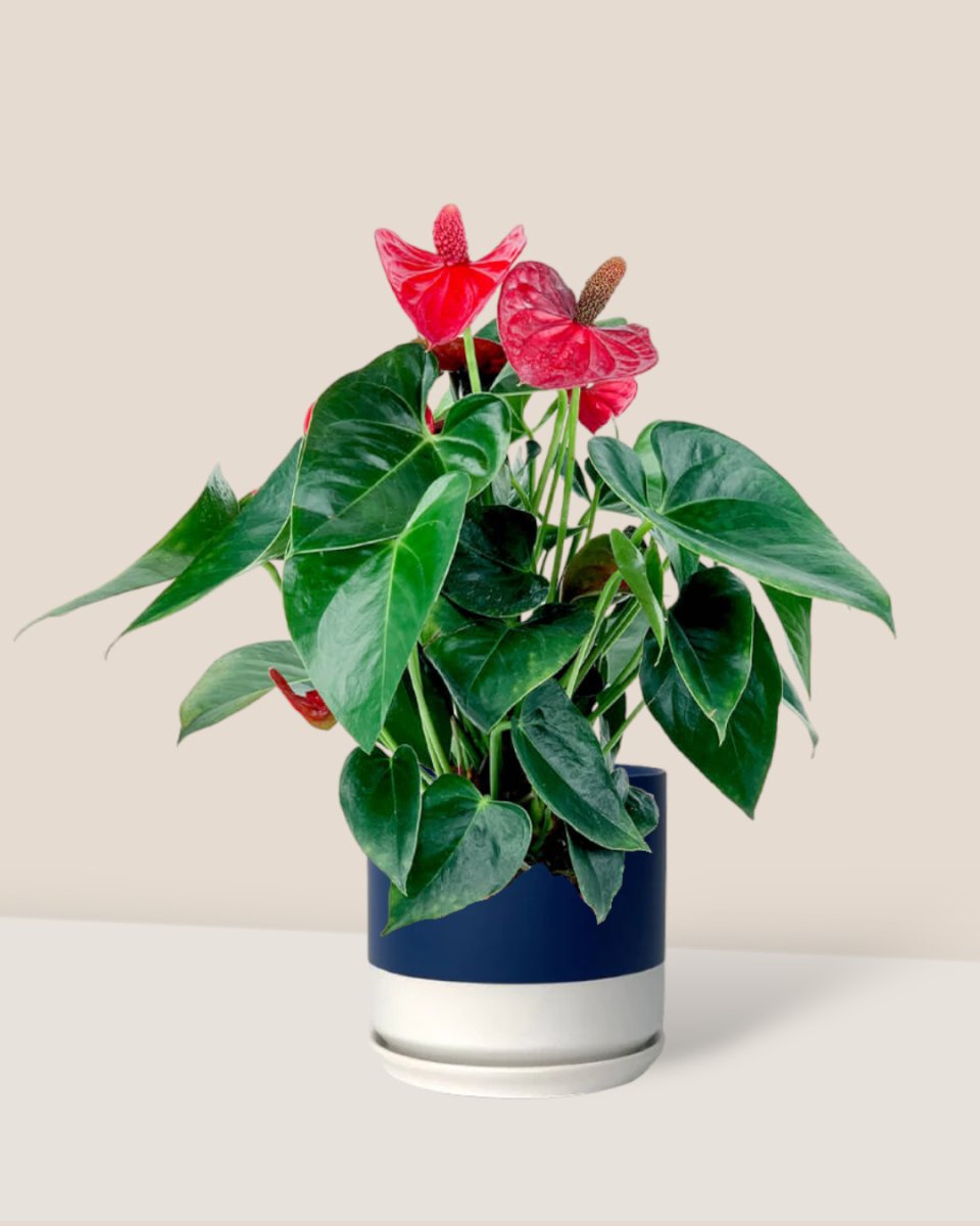 Anthurium Flamingo Red - blue white two tone pot - Potted plant - Tumbleweed Plants - Online Plant Delivery Singapore
