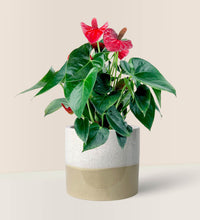 Anthurium Flamingo Red - Cream Two Tone Pot - Potted plant - Tumbleweed Plants - Online Plant Delivery Singapore