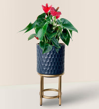 Anthurium Flamingo Red - Diamond Stands (Small) - Potted plant - Tumbleweed Plants - Online Plant Delivery Singapore