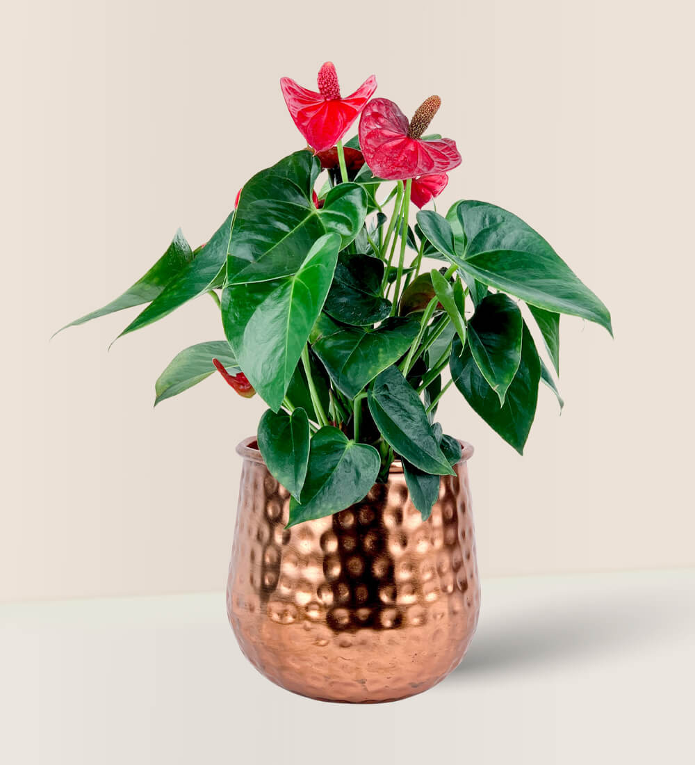 Anthurium Flamingo Red - Garath Planter (Small) - Potted plant - Tumbleweed Plants - Online Plant Delivery Singapore