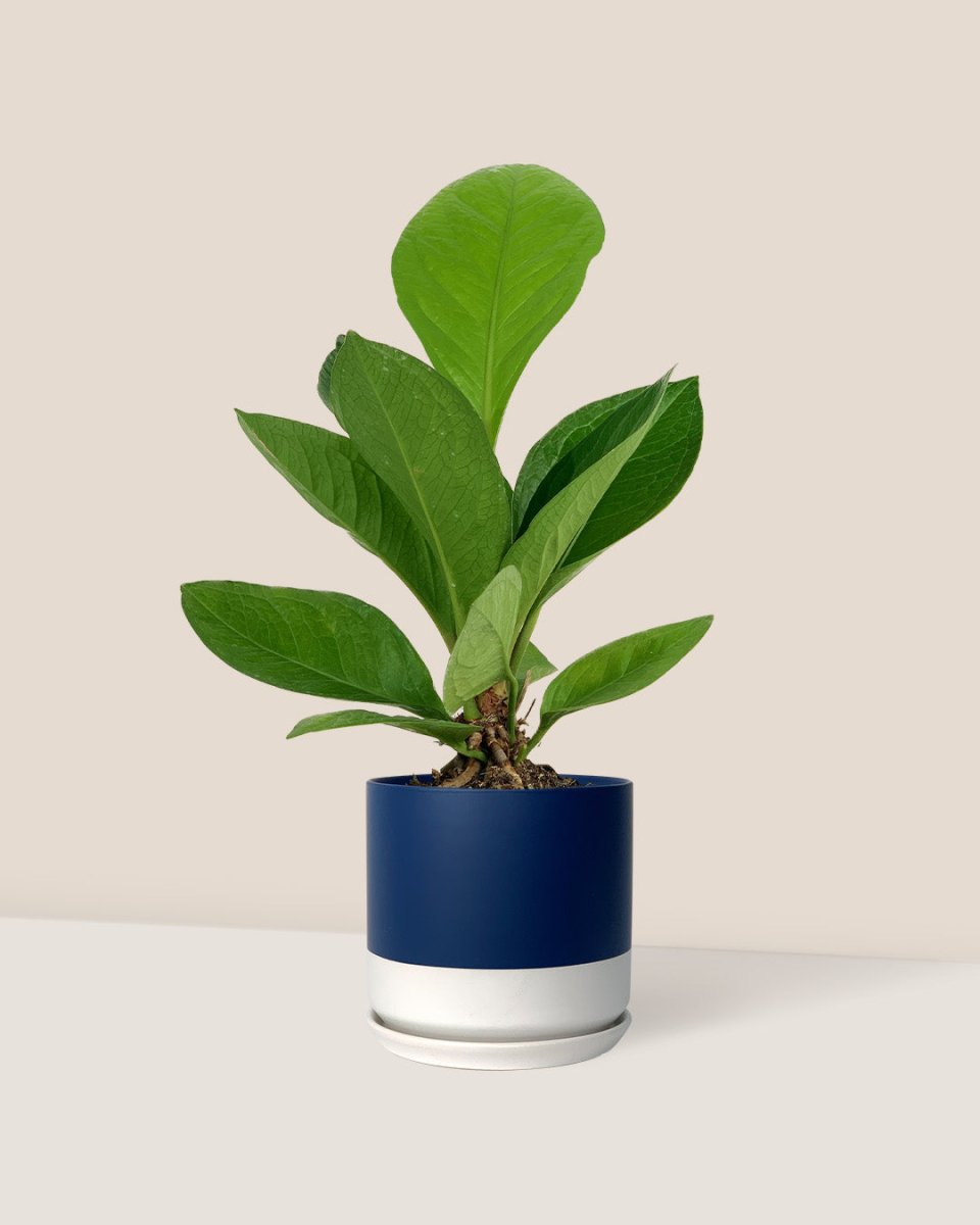 Anthurium Jungle Bush - blue white two tone pot - Just plant - Tumbleweed Plants - Online Plant Delivery Singapore