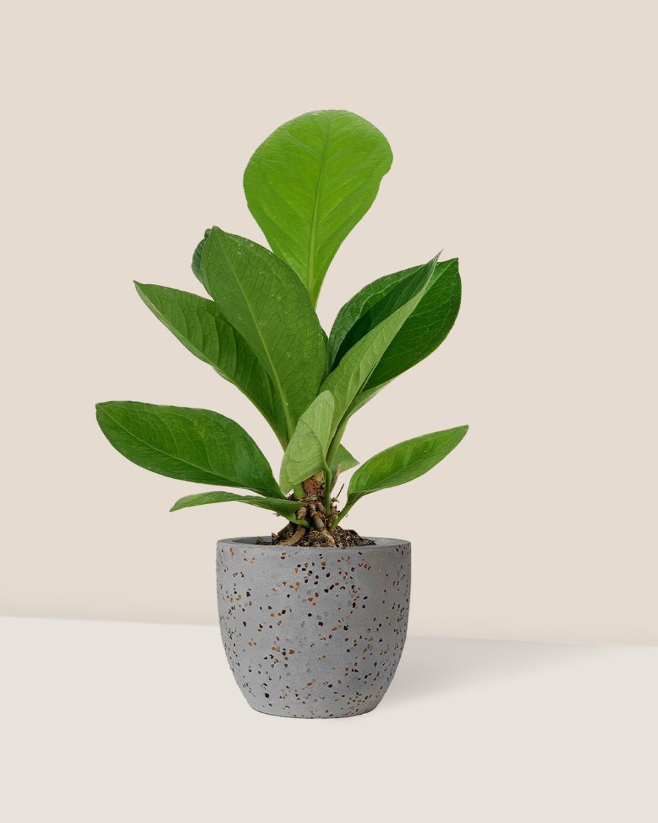 Anthurium Jungle Bush - egg pot - small/grey - Just plant - Tumbleweed Plants - Online Plant Delivery Singapore