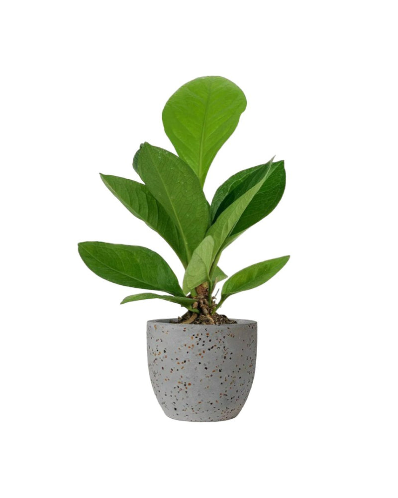 Anthurium Jungle Bush - egg pot - small/grey - Just plant - Tumbleweed Plants - Online Plant Delivery Singapore