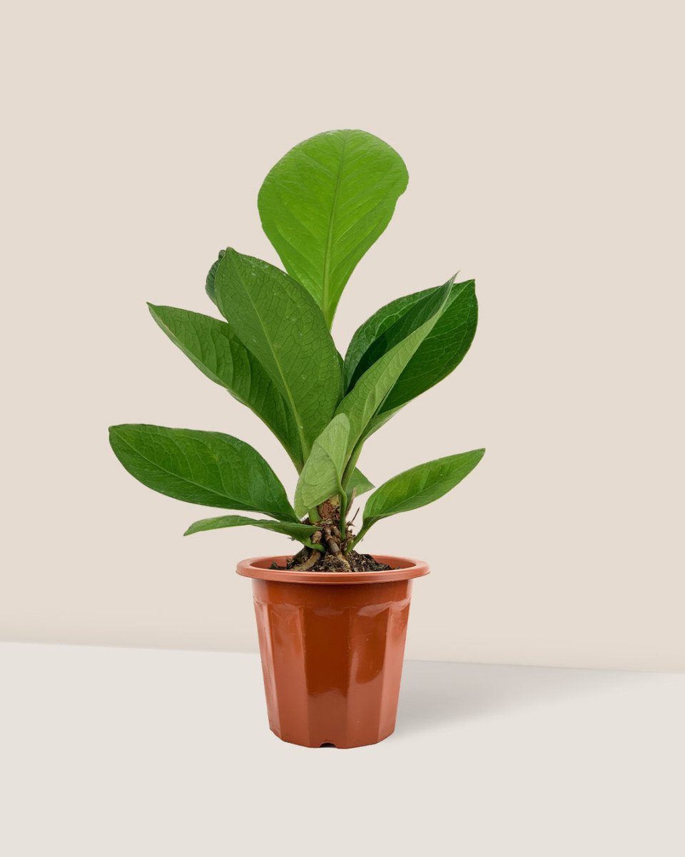 Anthurium Jungle Bush - grow pot - Just plant - Tumbleweed Plants - Online Plant Delivery Singapore