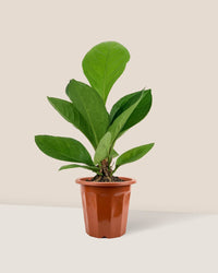 Anthurium Jungle Bush - grow pot - Just plant - Tumbleweed Plants - Online Plant Delivery Singapore