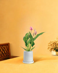 Anthurium Lilli Pink - brindle pot - standard/white - Potted plant - Tumbleweed Plants - Online Plant Delivery Singapore