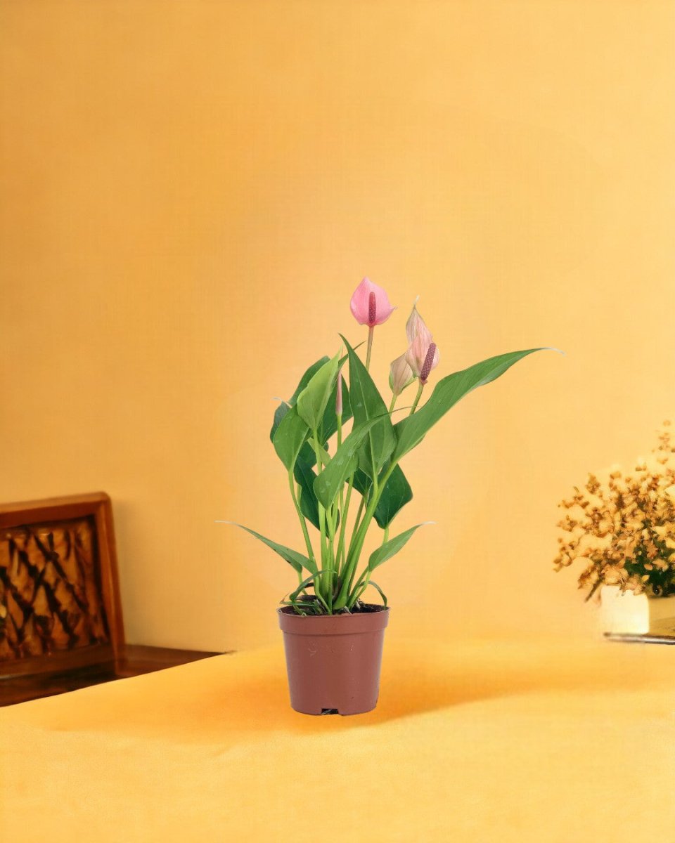 Anthurium Lilli Pink - grow pot - Potted plant - Tumbleweed Plants - Online Plant Delivery Singapore