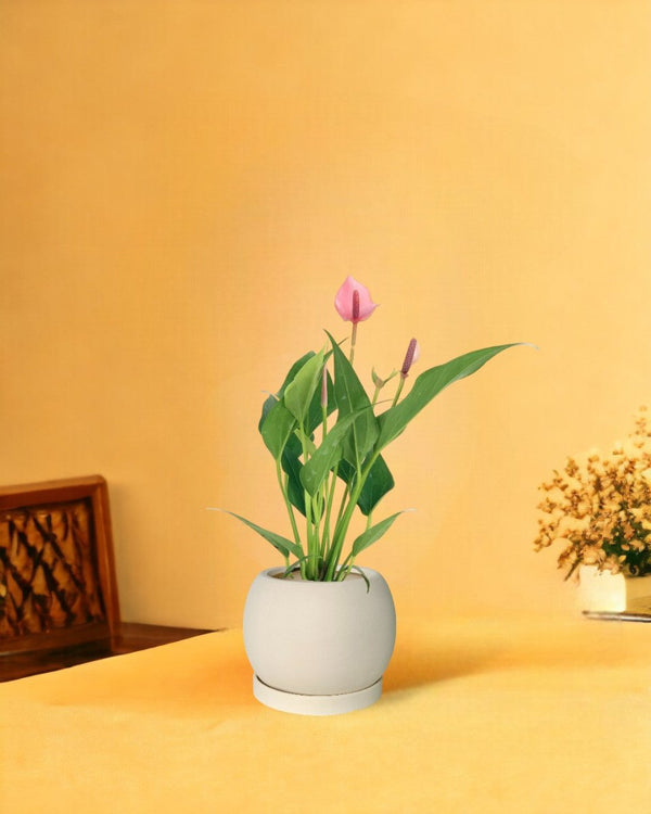 Anthurium Lilli Pink - white flour planter - round - Potted plant - Tumbleweed Plants - Online Plant Delivery Singapore