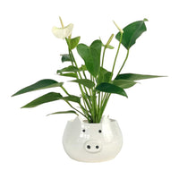 Anthurium Mini White