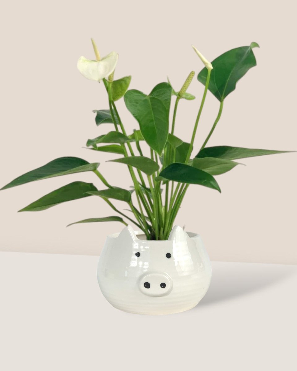 Anthurium Mini White - grow pot - Potted plant - Tumbleweed Plants - Online Plant Delivery Singapore