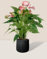 Anthurium Mystique Pink - coarse cylinder planter - black - Potted plant - Tumbleweed Plants - Online Plant Delivery Singapore