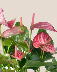 Anthurium Mystique Pink - grow pot - Potted plant - Tumbleweed Plants - Online Plant Delivery Singapore