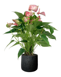 Anthurium Mystique Pink - sunday planter - Potted plant - Tumbleweed Plants - Online Plant Delivery Singapore