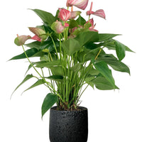 Anthurium Mystique Pink