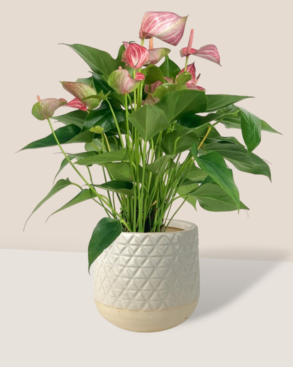 Anthurium Mystique Pink - sunday planter - Potted plant - Tumbleweed Plants - Online Plant Delivery Singapore