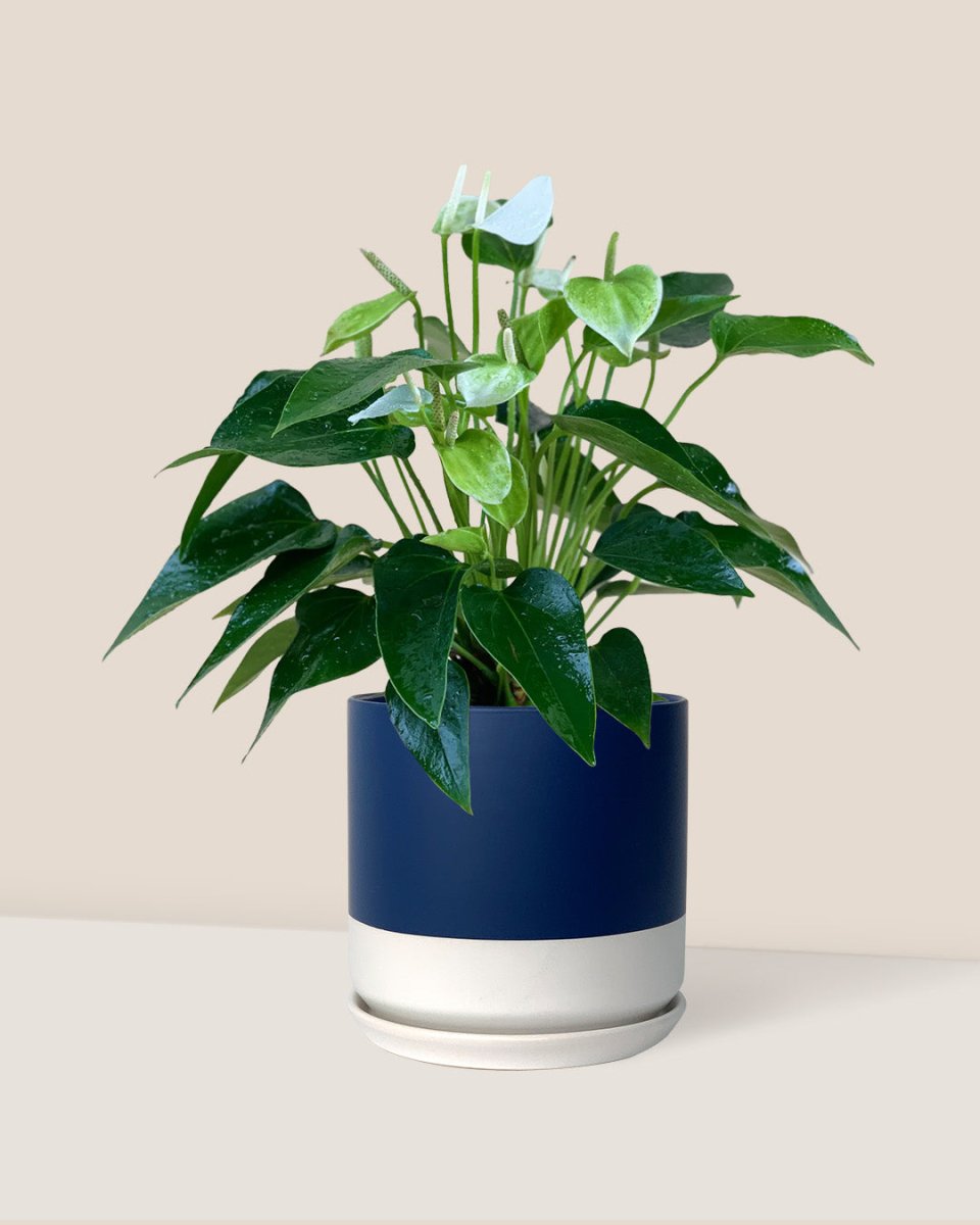 Anthurium White Dream - blue white two tone pot - Just plant - Tumbleweed Plants - Online Plant Delivery Singapore