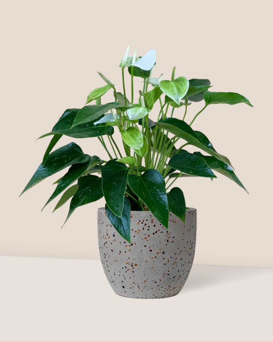 Anthurium White Dream - egg pot - small/grey - Just plant - Tumbleweed Plants - Online Plant Delivery Singapore