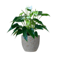 Anthurium White Dream