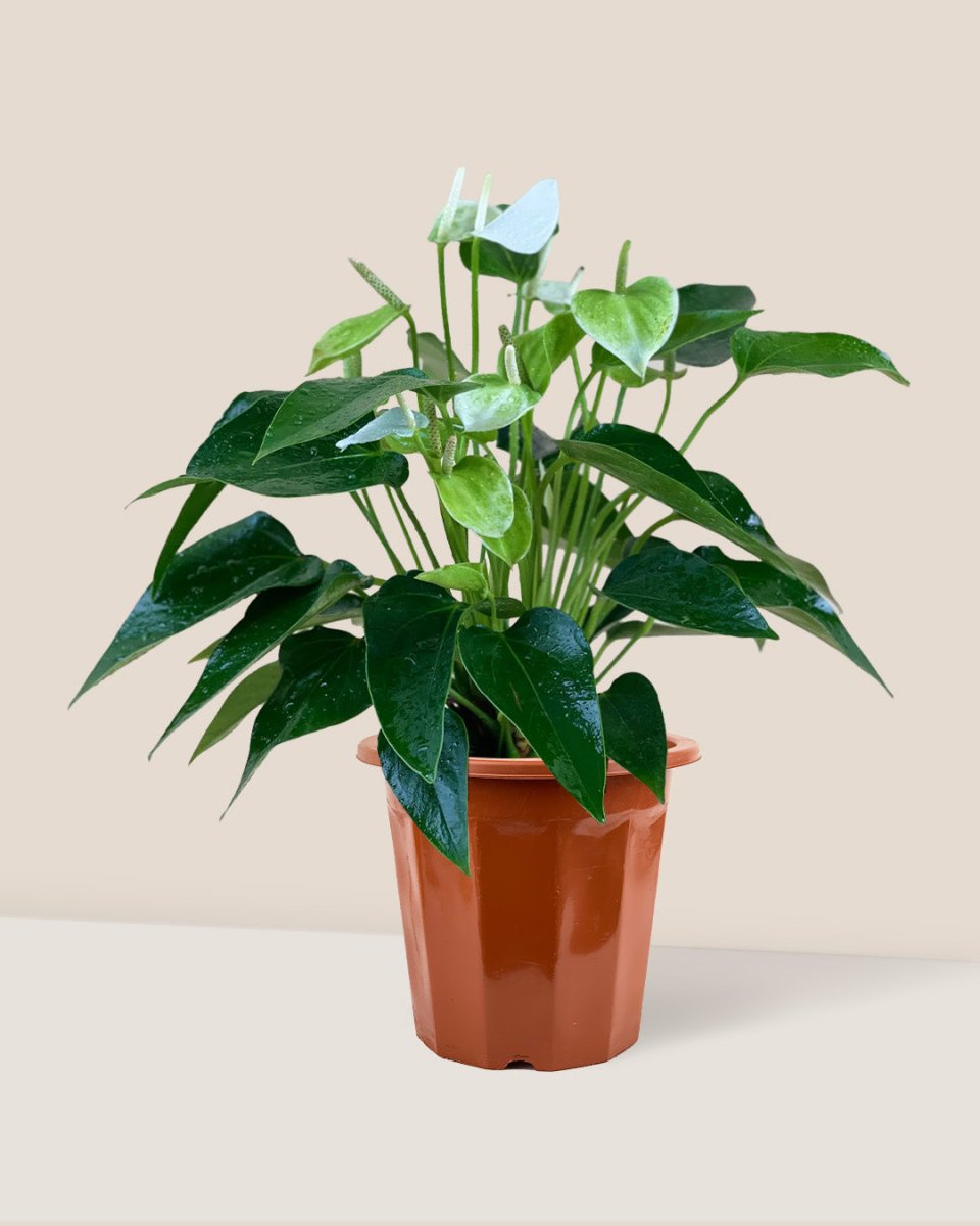 Anthurium White Dream - grow pot - Just plant - Tumbleweed Plants - Online Plant Delivery Singapore