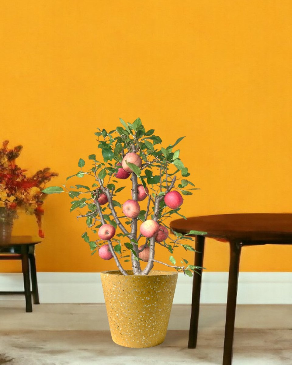 Apple Tree - egg pots - pink/ small - Potted plant - Tumbleweed Plants - Online Plant Delivery Singapore