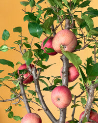 Apple Tree - grow pot - Potted plant - Tumbleweed Plants - Online Plant Delivery Singapore