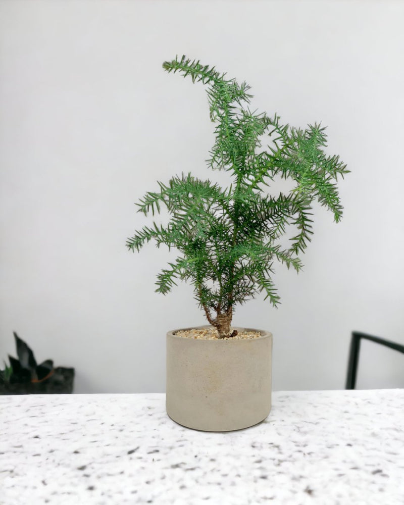 Araucaria cunninghamii - Hoop Pine - Potted plant - Tumbleweed Plants - Online Plant Delivery Singapore