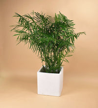 Areca Palm - birthday bash: large terrazzo cube - Potted plant - Tumbleweed Plants - Online Plant Delivery Singapore