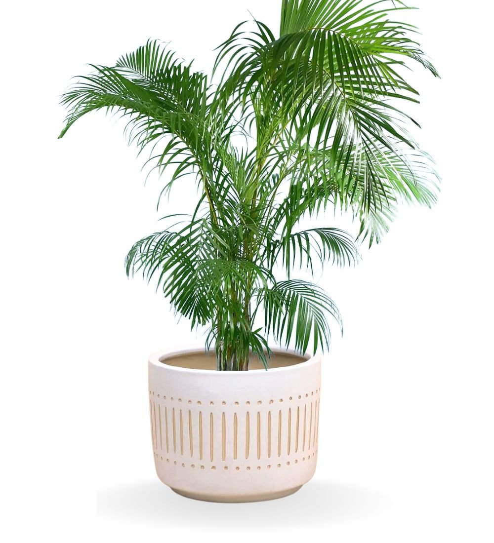 Areca Palm - large pocky pot - white - Potted plant - Tumbleweed Plants - Online Plant Delivery Singapore