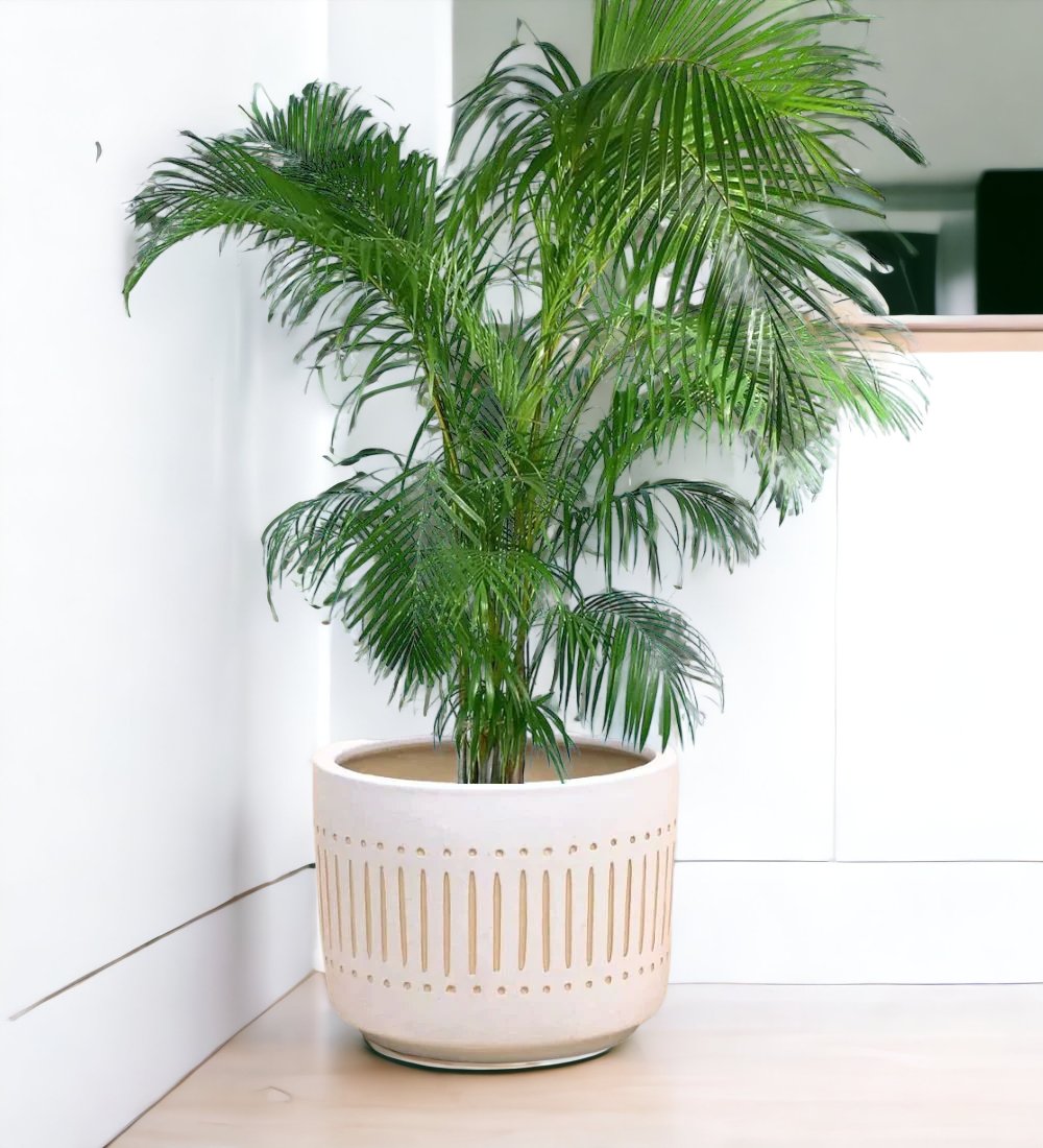 Areca Palm - large resin planter - blue/white - Potted plant - Tumbleweed Plants - Online Plant Delivery Singapore