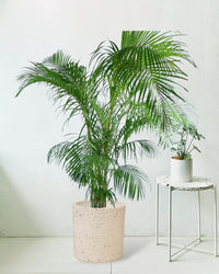 Areca Palm - large white terrazzo cylinder planter - Potted plant - Tumbleweed Plants - Online Plant Delivery Singapore