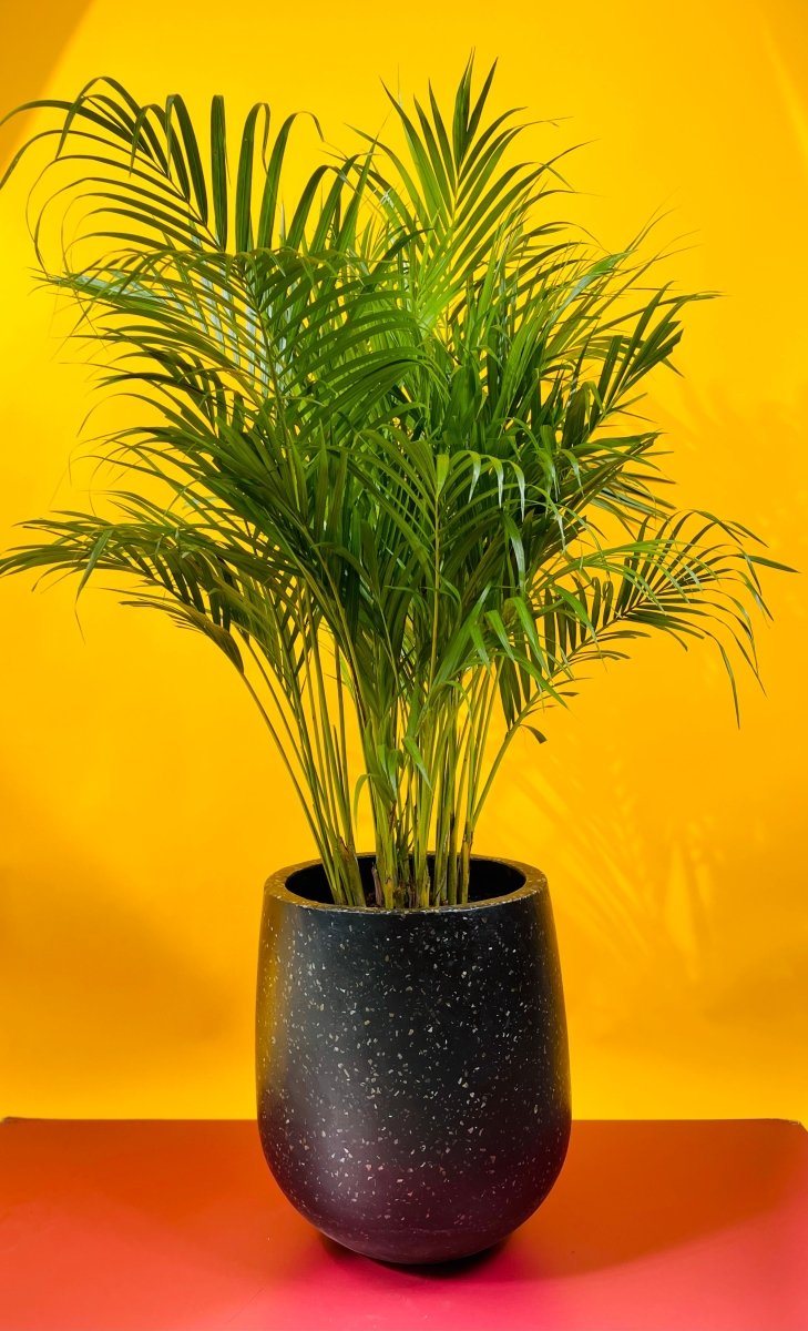 Areca Palm - tulip pot - Potted plant - Tumbleweed Plants - Online Plant Delivery Singapore