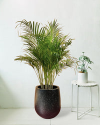 Areca Palm - tulip pots - black - Potted plant - Tumbleweed Plants - Online Plant Delivery Singapore