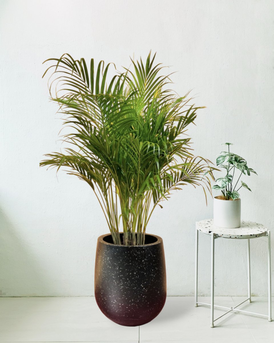 Rubber Tree - Potted plant - Tumbleweed Plants