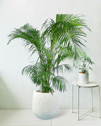 Areca Palm - tulip pots - white - Potted plant - Tumbleweed Plants - Online Plant Delivery Singapore