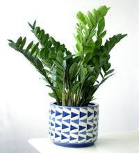 Arrow Pot - Planter - Tumbleweed Plants - Online Plant Delivery Singapore