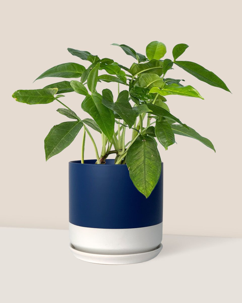 Arrowhead Vine - blue white two tone pot - Just plant - Tumbleweed Plants - Online Plant Delivery Singapore