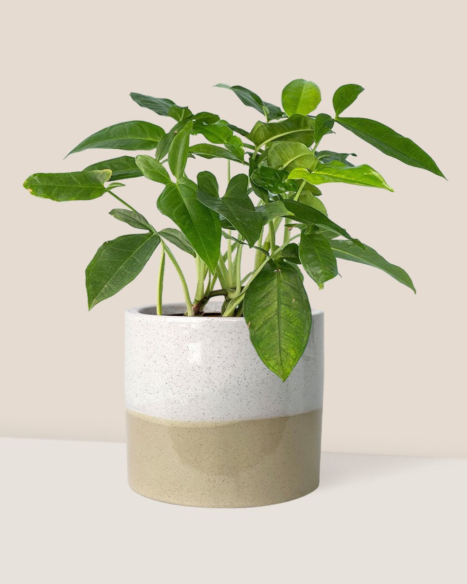 Arrowhead Vine - cream two tone planter - Just plant - Tumbleweed Plants - Online Plant Delivery Singapore