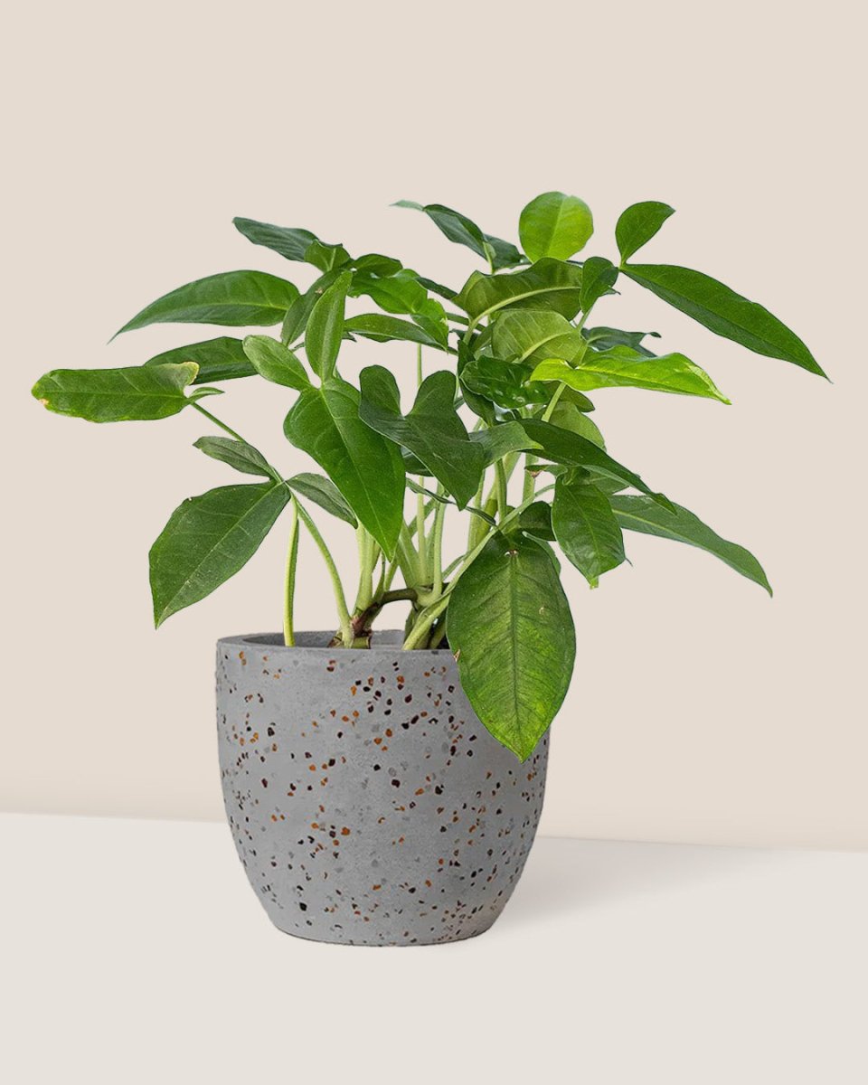 Arrowhead Vine - egg pot - small/grey - Just plant - Tumbleweed Plants - Online Plant Delivery Singapore