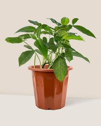 Arrowhead Vine - grow pot - Just plant - Tumbleweed Plants - Online Plant Delivery Singapore