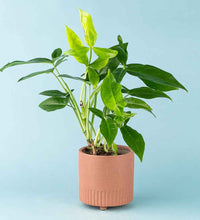 Arrowhead Vine - grow pot - Potted plant - Tumbleweed Plants - Online Plant Delivery Singapore