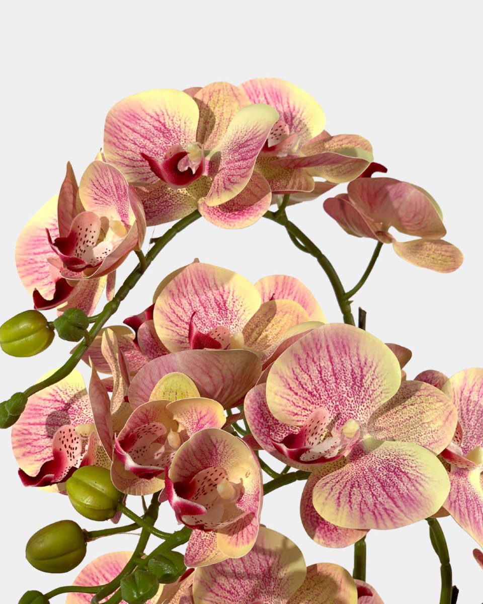 Artificial Crown Phalaenopsis - coral - Gifting plant - Tumbleweed Plants - Online Plant Delivery Singapore