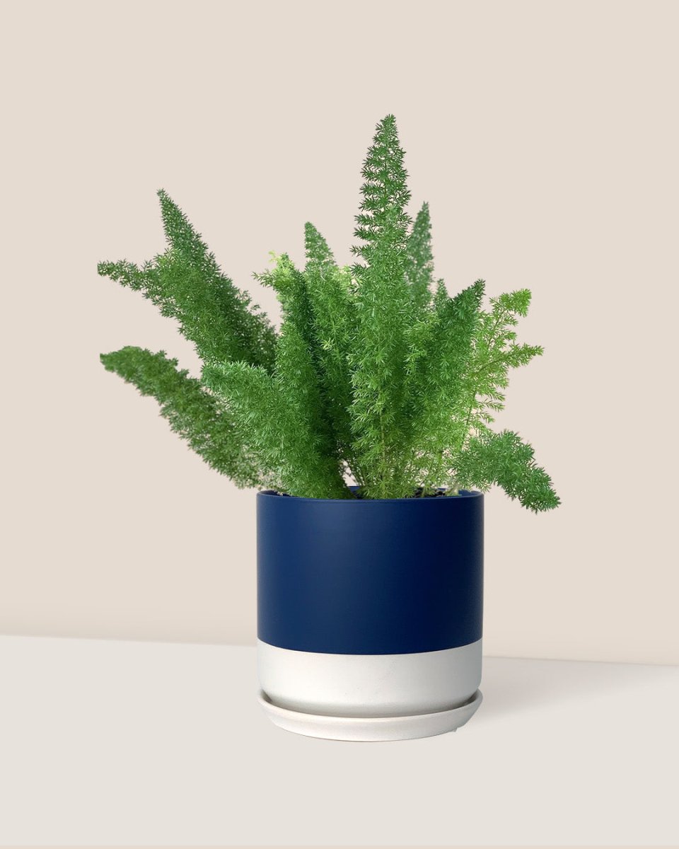 Asparagus Densiflorus - blue white two tone pot - Just plant - Tumbleweed Plants - Online Plant Delivery Singapore