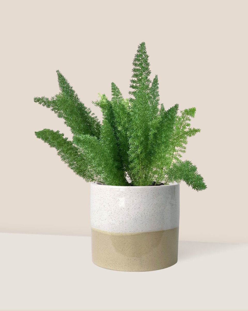 Asparagus Densiflorus - cream two tone pot - Just plant - Tumbleweed Plants - Online Plant Delivery Singapore
