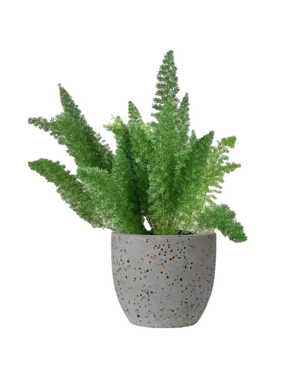 Asparagus Densiflorus - egg pot - small/grey - Just plant - Tumbleweed Plants - Online Plant Delivery Singapore